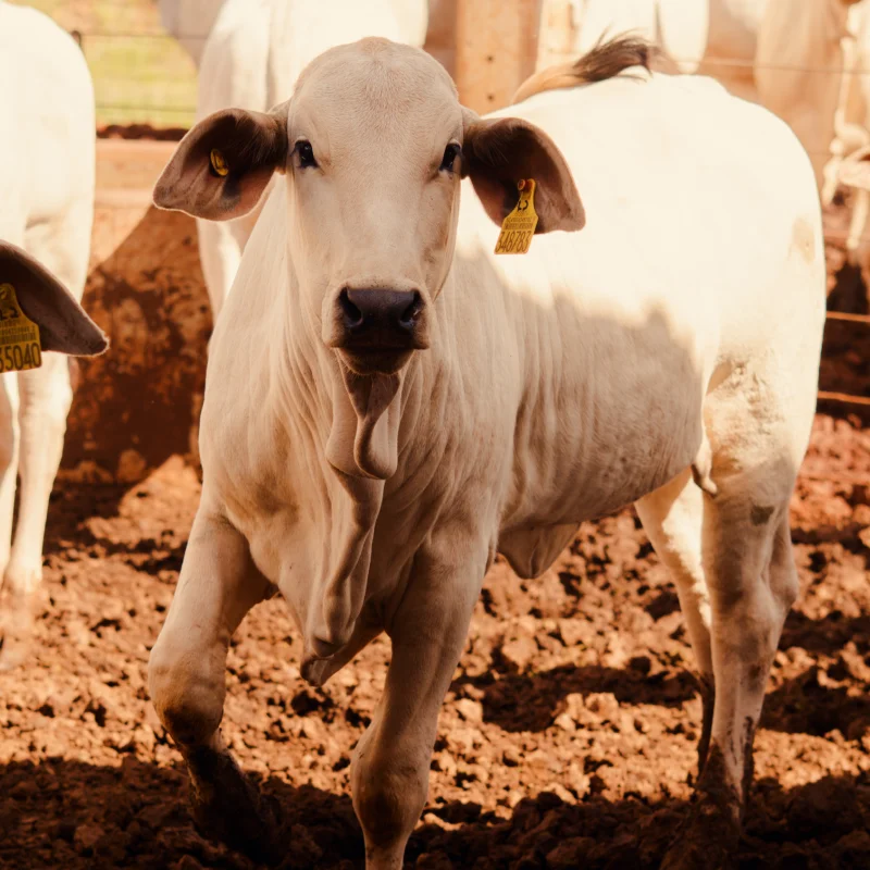 Melhoramento genético: a base para uma pecuária mais eficiente