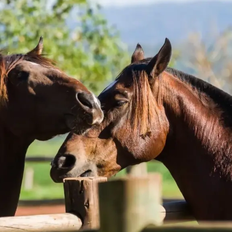 Você sabe o que é o período de monta em equinos? Confira quais são os cuidados para obter sucesso nessa estação